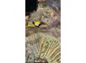 Buy passports, diplomas, visas, permit fake dollar euro etc Whatsapp 1720. 248. 8130
